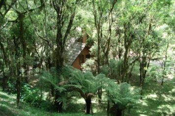 Foto - Parque das Araucárias