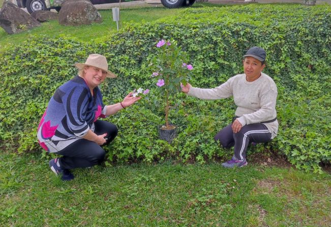 Numa parceria entre Secretaria de Turismo e Cultura e Secretaria de Obras e Serviços, estamos trabalhando com a revitalização e plantio de árvores em alguns pontos da cidade. 