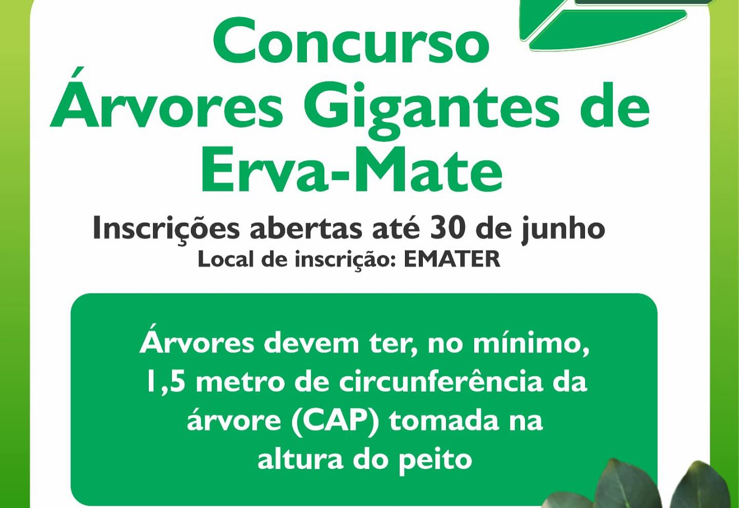 Concurso Árvores Gigantes do RS – 2024/2025 – Ano da Erva-Mate