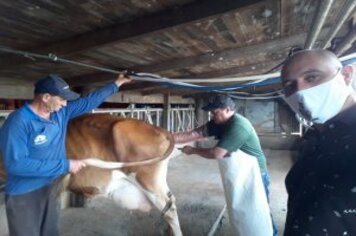 BEM ESTAR ANIMAL E INSEMINAÇÃO