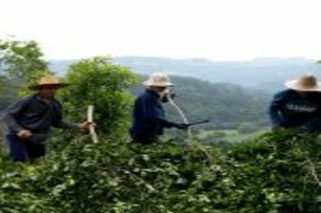 SECRETÁRIO DE AGRICULTURA, ECOLOGIA E MEIO AMBIENTE NELSINHO DE BONA DA ENTREVISTA A REVISTA NATIONAL GEOGRAPHIC BRASIL